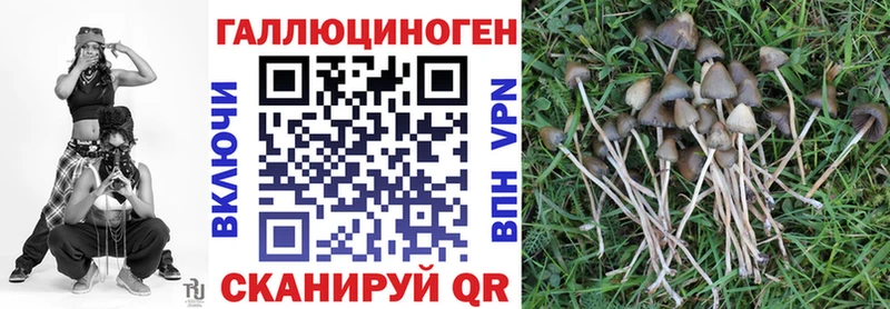 закладки Новошахтинск Псилоцибиновые грибы MAGIC MUSHROOMS